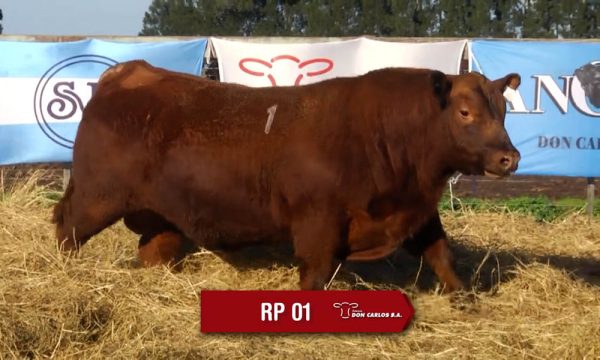 LOTE 01 - RP. 1