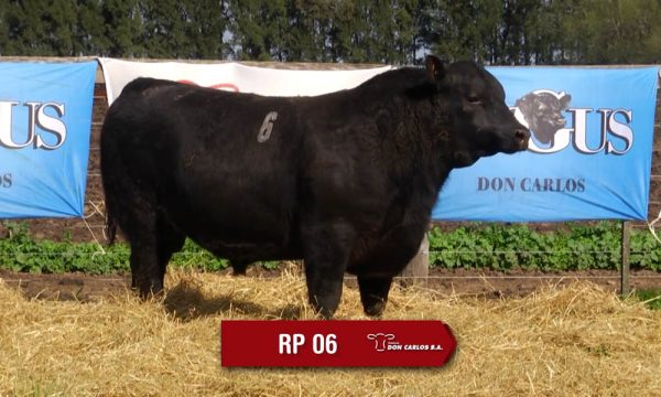 LOTE 02 - RP. 6