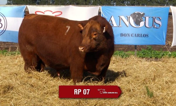 LOTE 03 - RP. 7