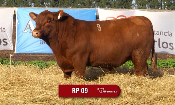 LOTE 03 - RP. 9