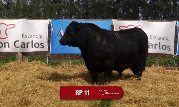 LOTE 04 - RP. 11