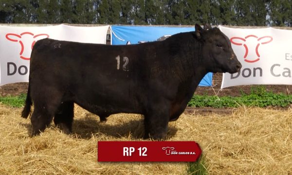 LOTE 04 - RP. 12