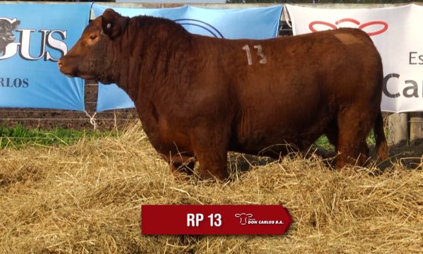 LOTE 05 - RP. 13