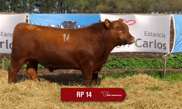 LOTE 05 - RP. 14