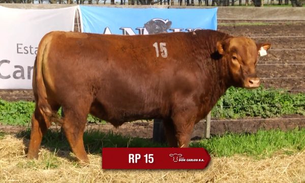 LOTE 05 - RP. 15