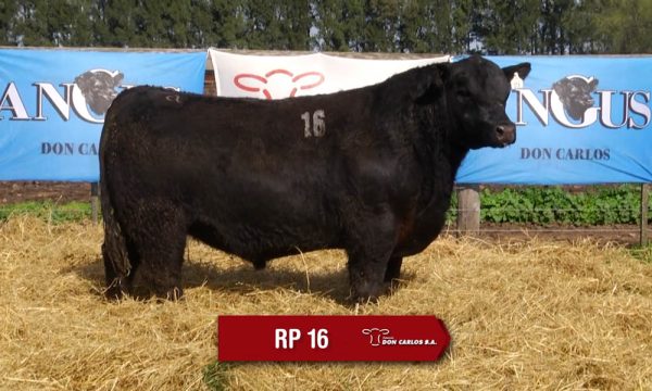LOTE 06 - RP. 16