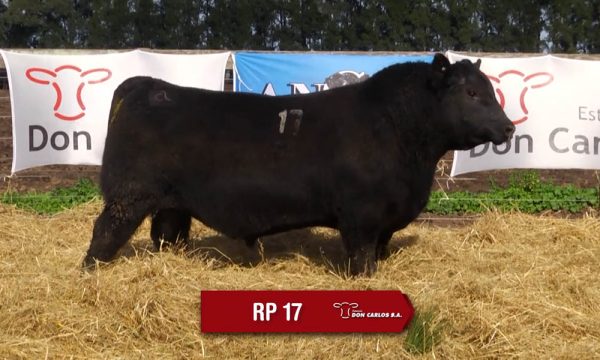 LOTE 06 - RP. 17
