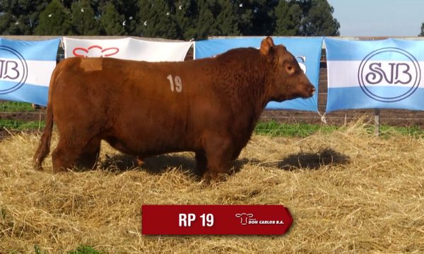 LOTE 07 - RP. 19