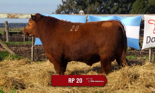 LOTE 07 - RP. 20