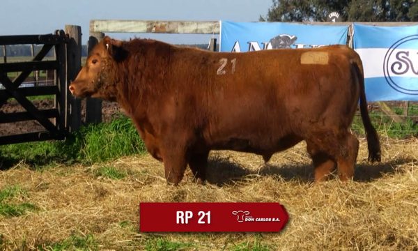 LOTE 07 - RP. 21