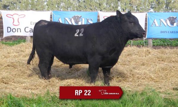 LOTE 08 - RP. 22