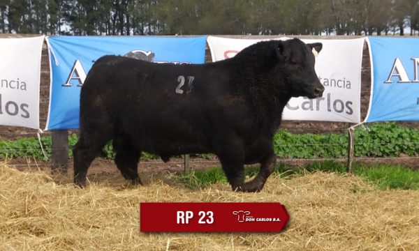 LOTE 08 - RP. 23