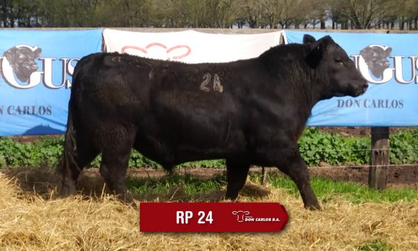 LOTE 08 - RP. 24