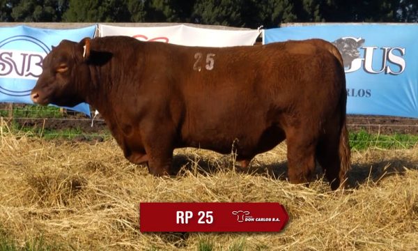 LOTE 09 - RP. 25