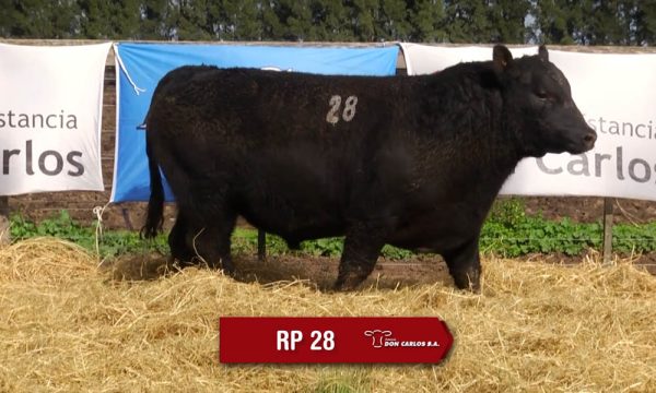 LOTE 10 - RP. 28