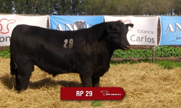 LOTE 10 - RP. 29