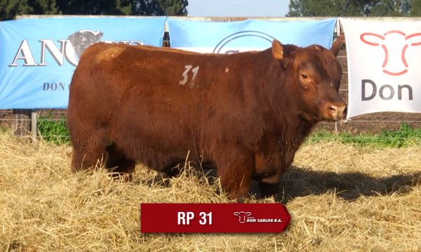 LOTE 11 - RP. 31