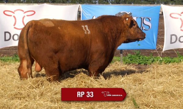 LOTE 11 - RP. 33
