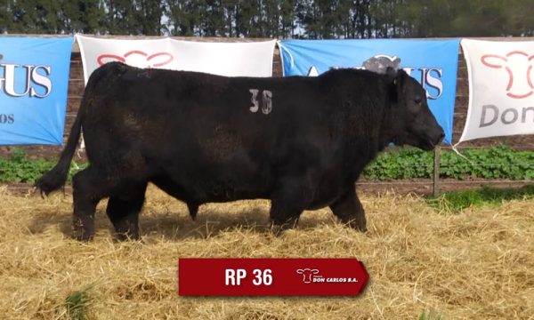 LOTE 12 - RP. 36