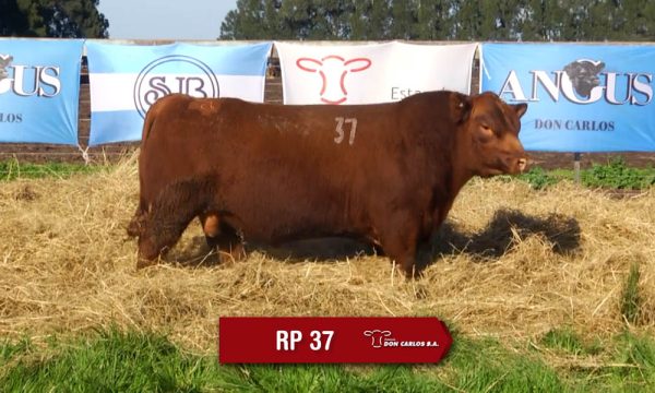 LOTE 13 - RP. 37