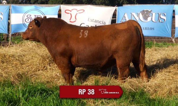 LOTE 13 - RP. 38