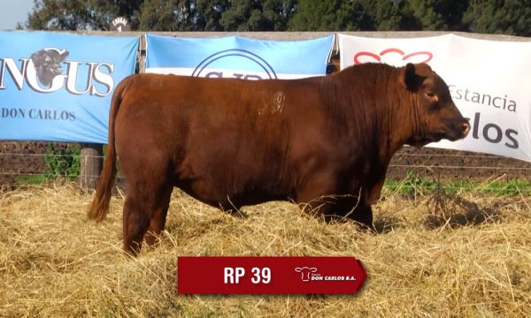 LOTE 13 - RP. 39