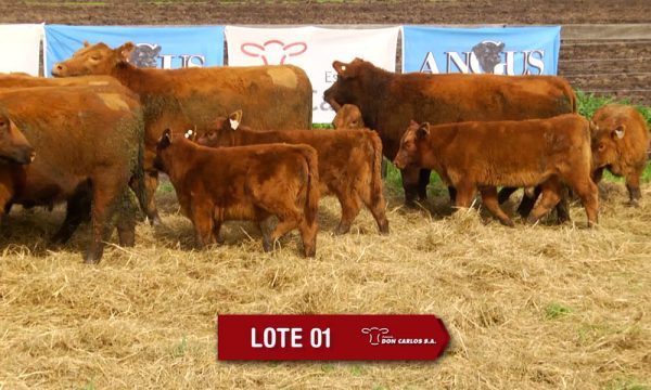 LOTE 1 - 8 VAQUILLONAS PC CON CRIA