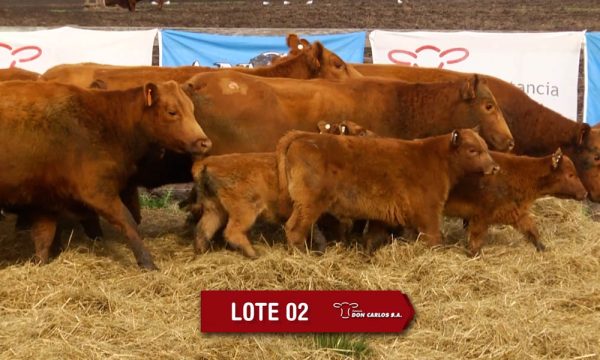 LOTE 2 - 8 VAQUILLONAS PC CON CRIA