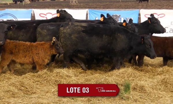 LOTE 3 - 8 VAQUILLONAS PC CON CRIA