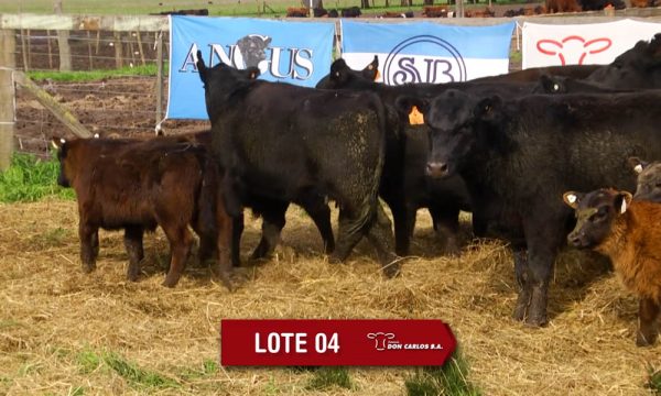 LOTE 4 - 8 VAQUILLONAS PC CON CRIA