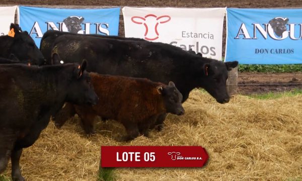 LOTE 5 - 8 VAQUILLONAS PC CON CRIA