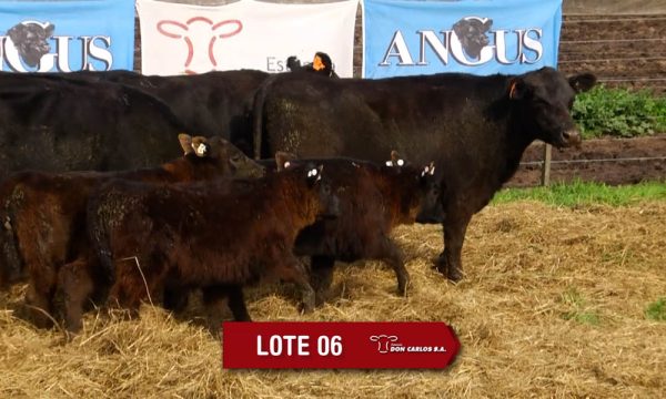 LOTE 6 - 8 VAQUILLONAS PC CON CRIA