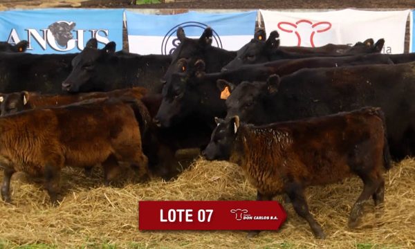 LOTE 7 - 8 VAQUILLONAS PC CON CRIA