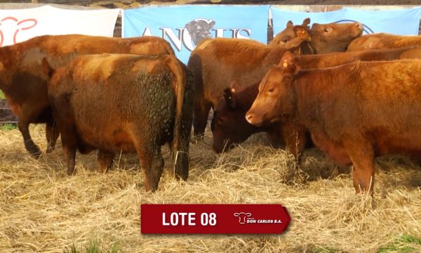 LOTE 8 - 10 VAQUILLONAS PC PREÑADAS