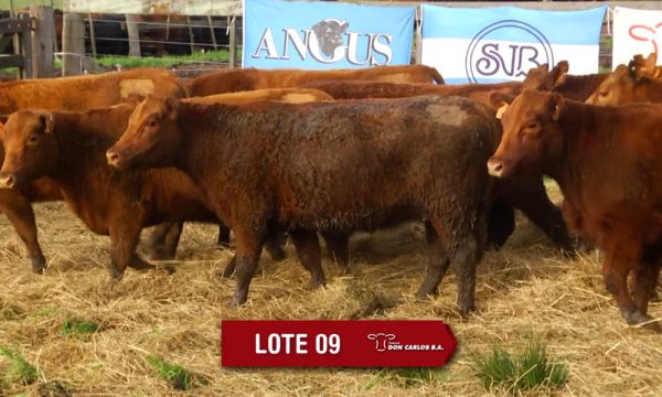 LOTE 9 - 10 VAQUILLONAS PC PREÑADAS