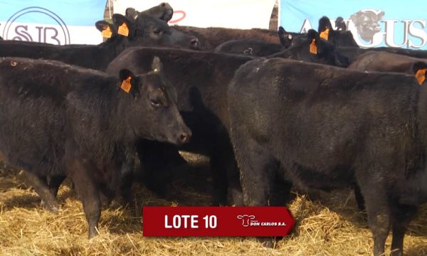 LOTE 10 - 10 VAQUILLONAS PC PREÑADAS