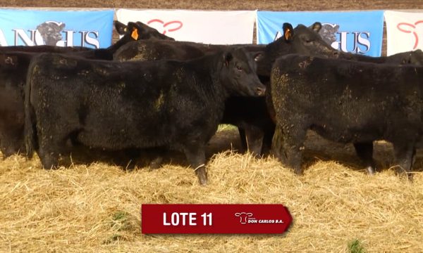 LOTE 11 - 10 VAQUILLONAS PC PREÑADAS