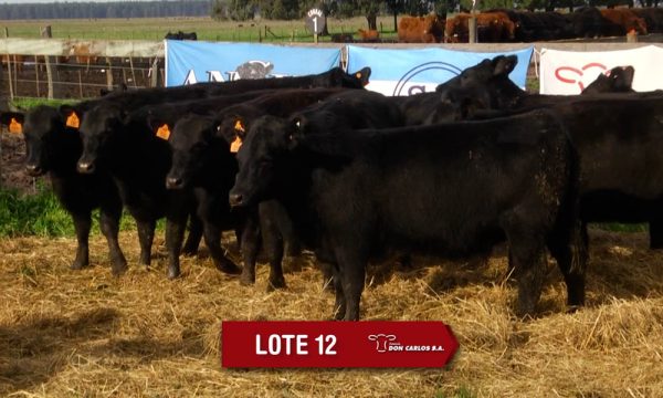 LOTE 12 - 10 VAQUILLONAS PC PREÑADAS